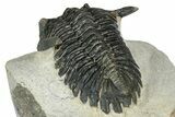 Detailed Hollardops Trilobite - Ofaten, Morocco #347779-5